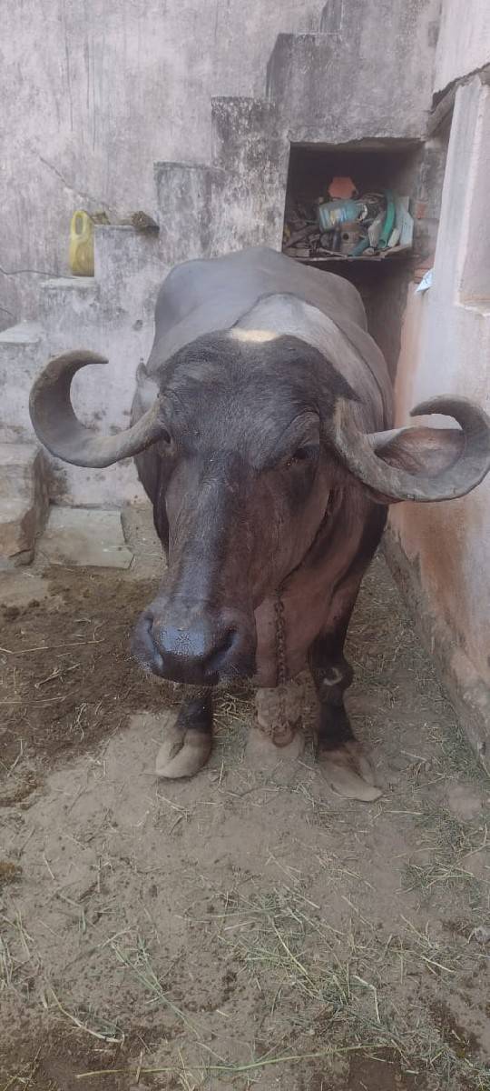 ભેંસ વેચવાની છે ભેંસ વેચવાની છે