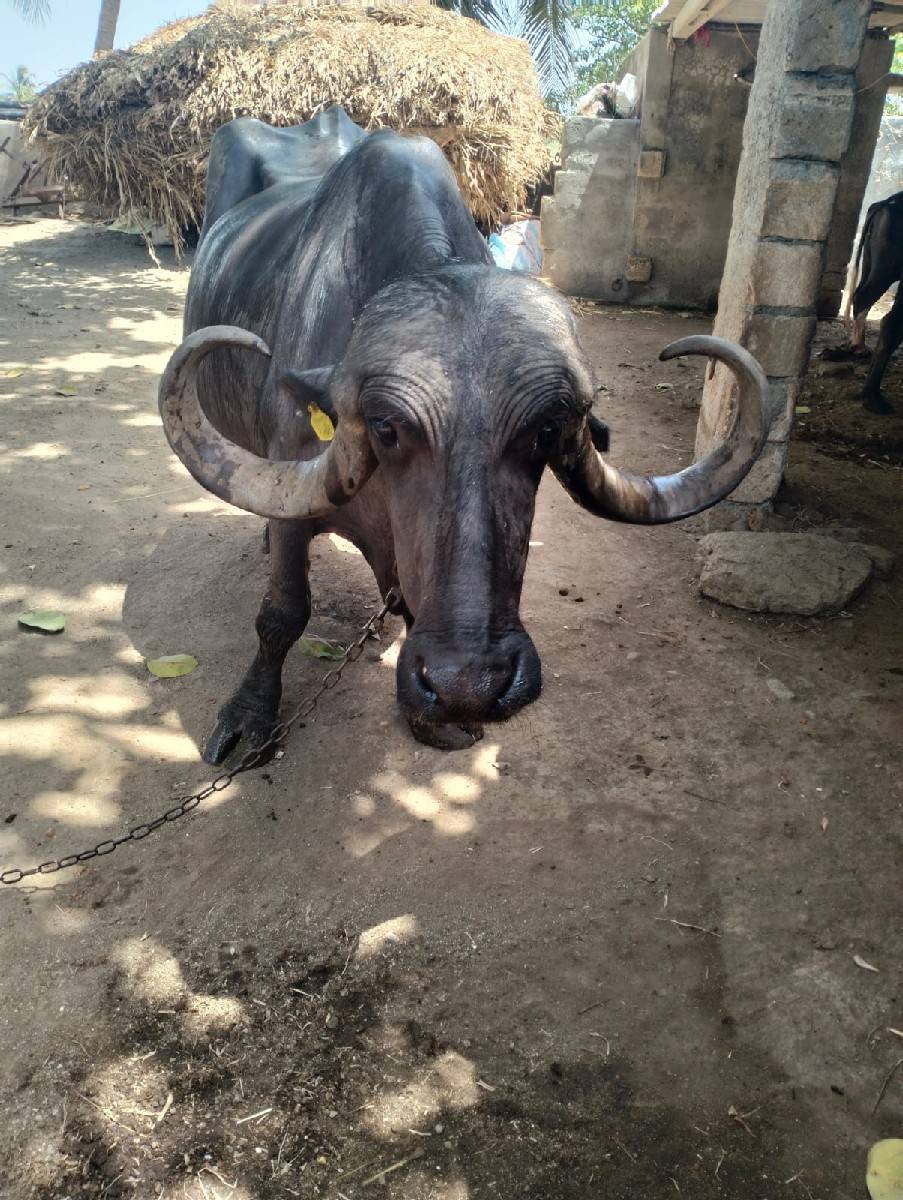 ભેંસ વેચવાની છે