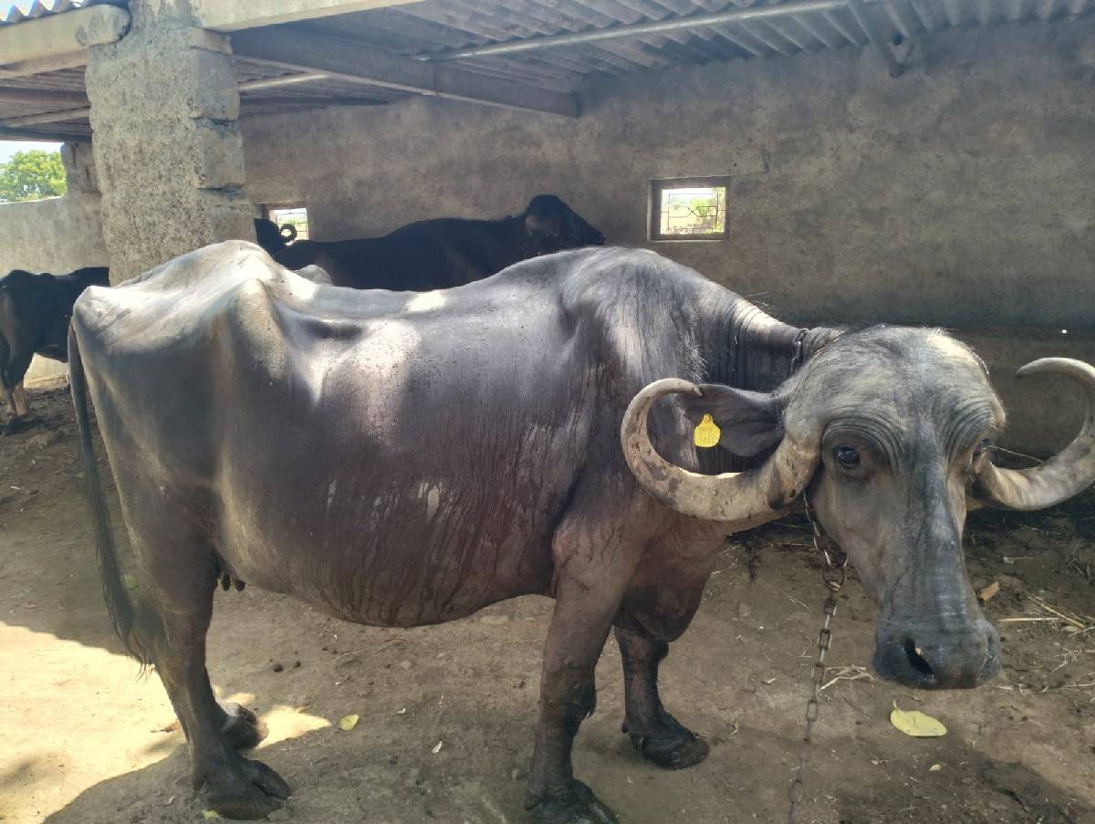 ભેંસ વેચવાની છે