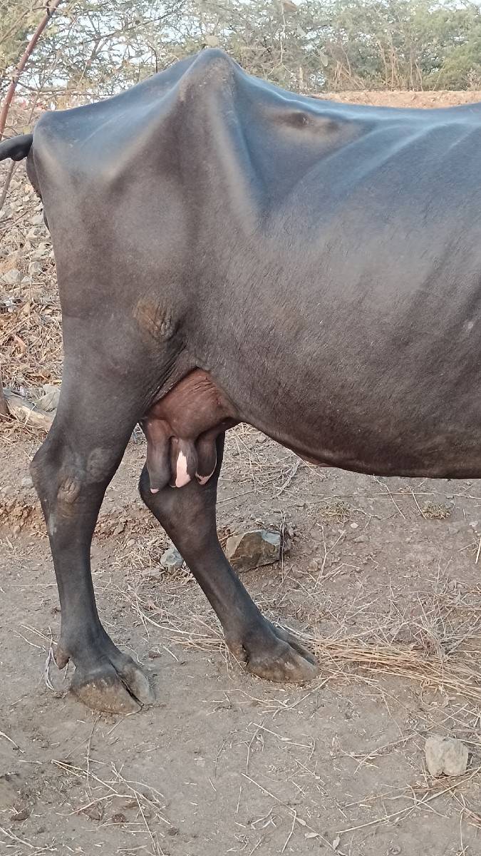 ભેંસ વેચવાની છે