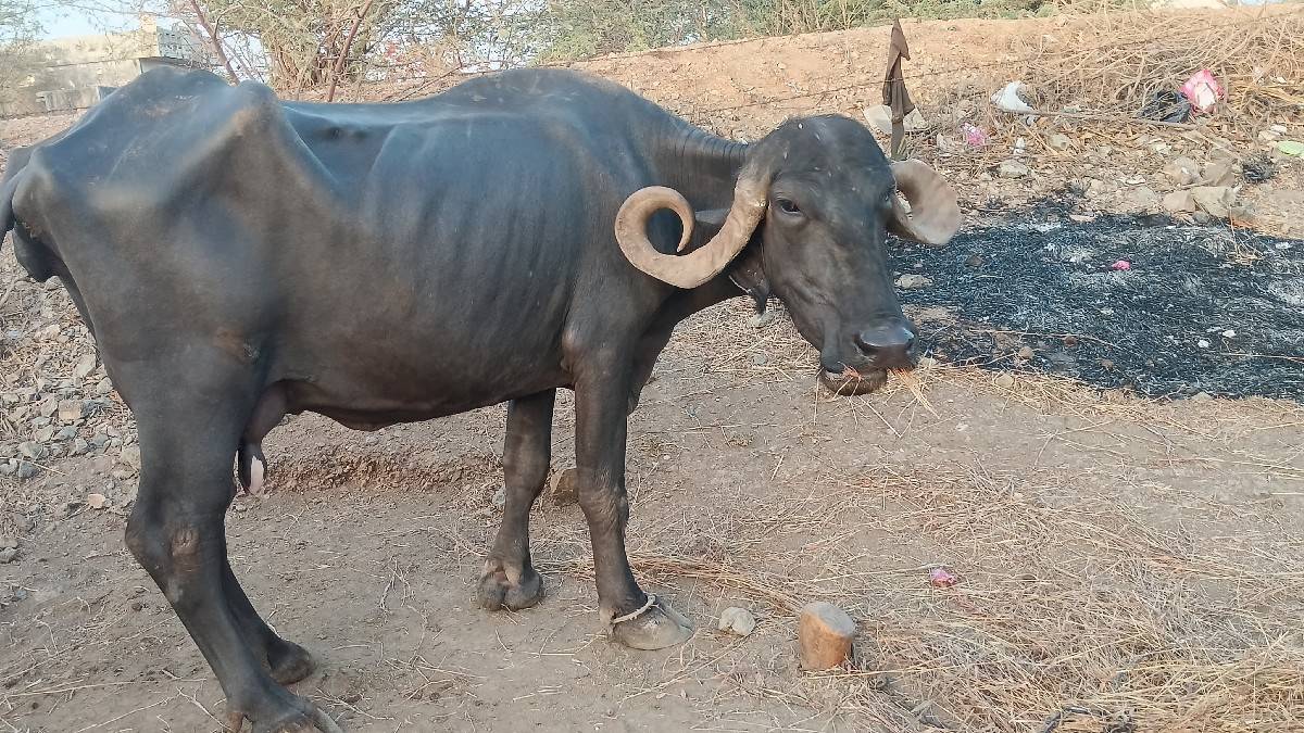 ભેંસ વેચવાની છે