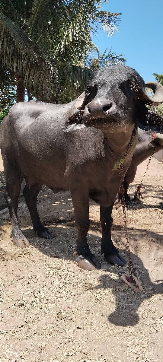 ભેંસ વેચવાની છે