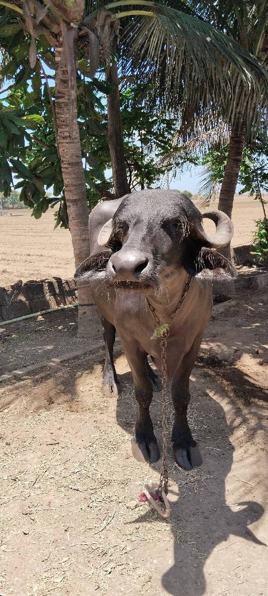 ભેંસ વેચવાની છે