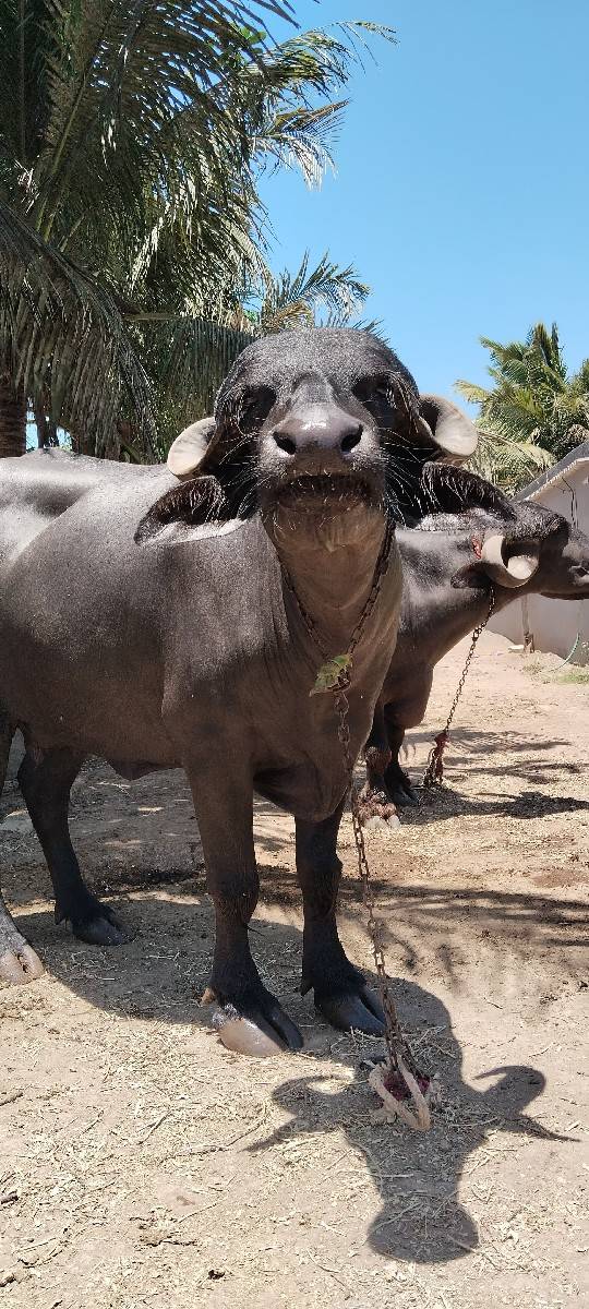 ભેંસ વેચવાની છે