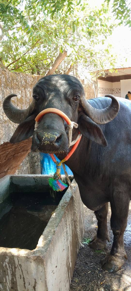 ત્રીજું વેતર છે