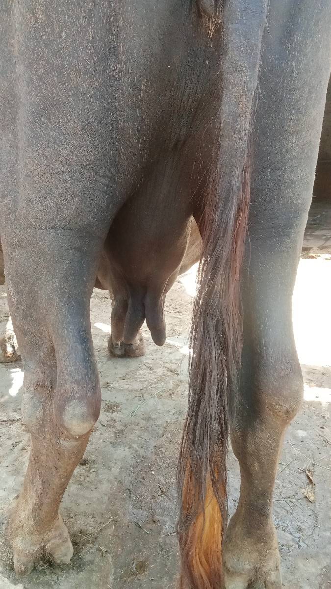 ભેંશ ત્રીજું વેતર કિંમત 70