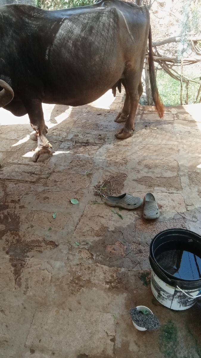 ભેંશ ત્રીજું વેતર કિંમત 70