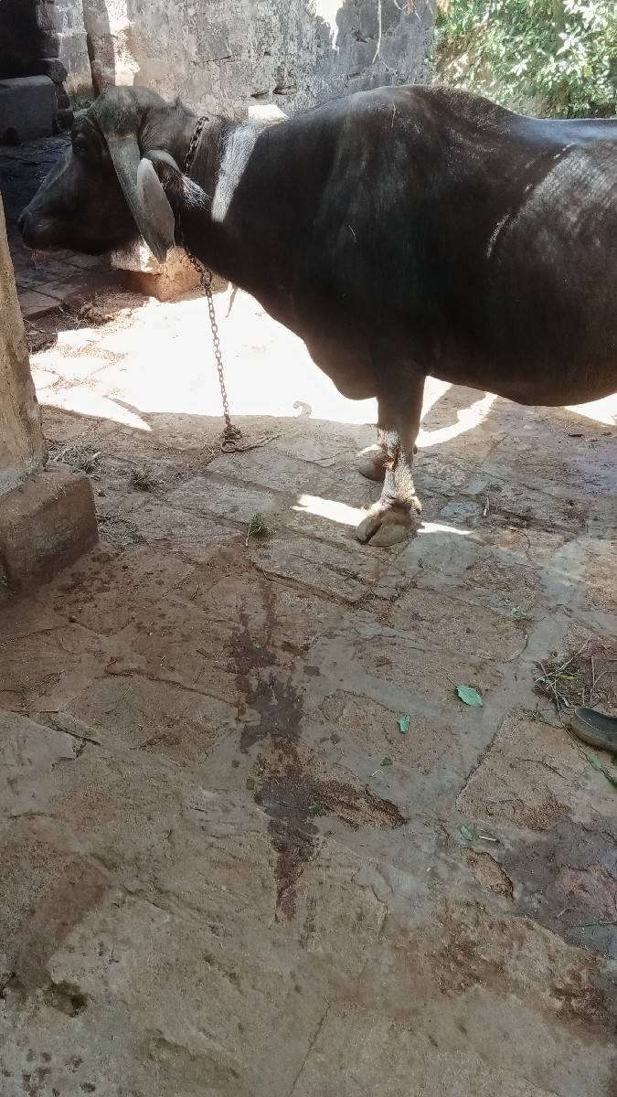ભેંશ ત્રીજું વેતર કિંમત 70