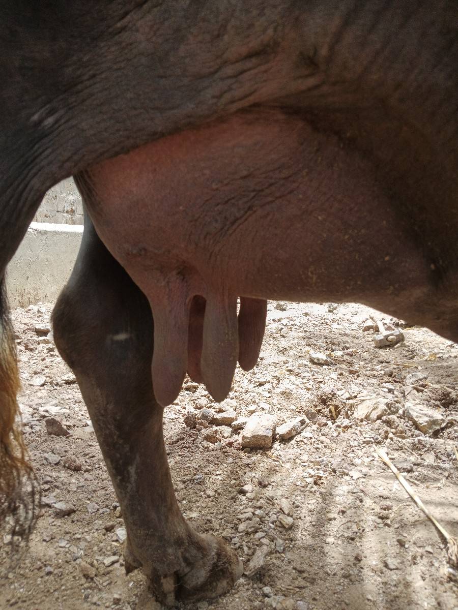 ભેસ વેસવાની છે