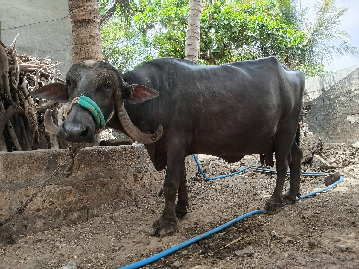 ભેસ વેસવાની છે