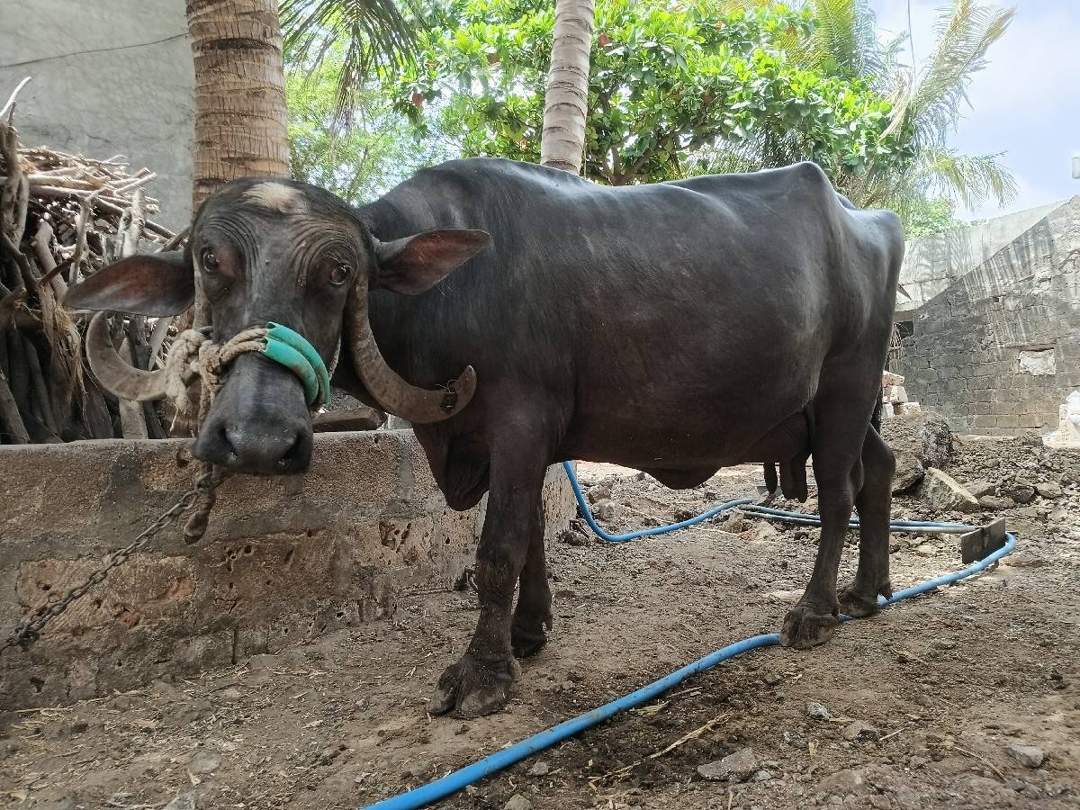 ભેસ વેસવાની છે