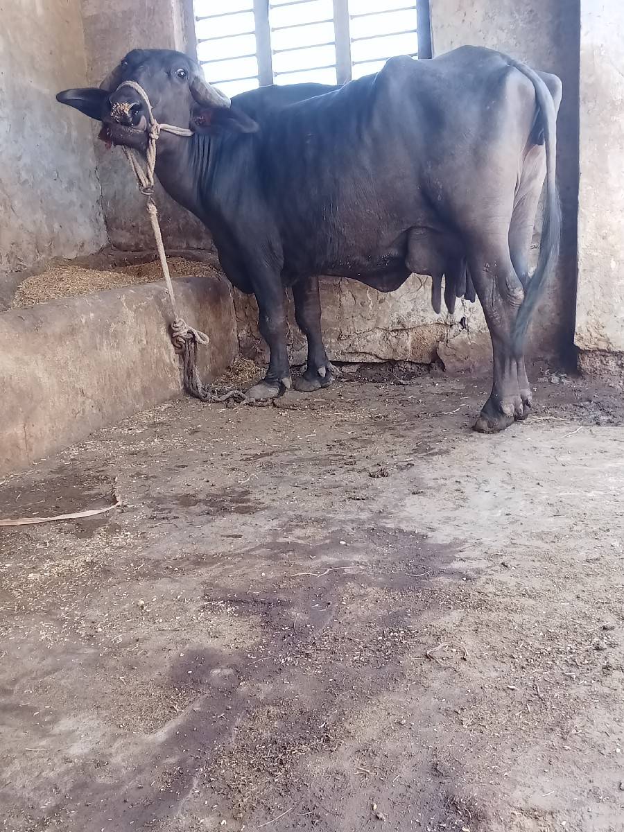 ભેંસ વેચવાની છે