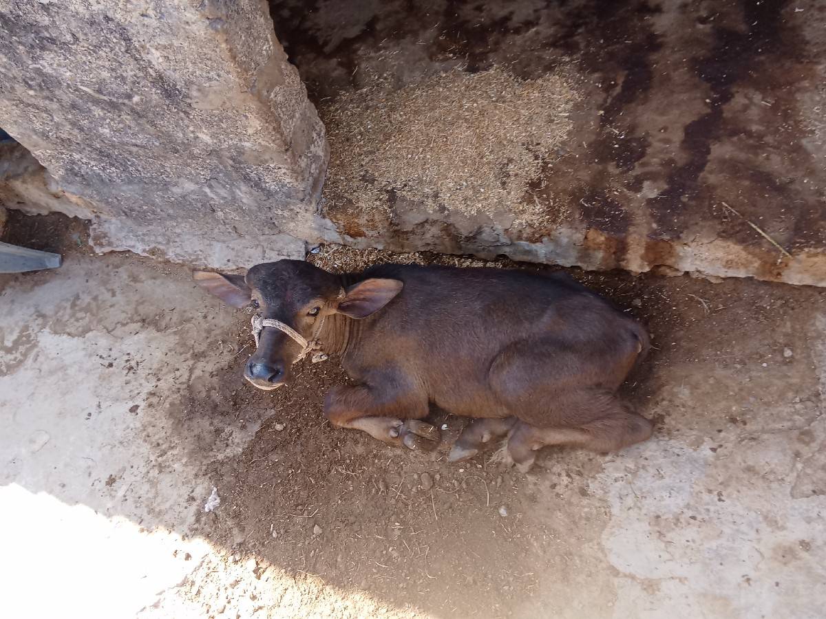 ભેંસ વેચવાની છે