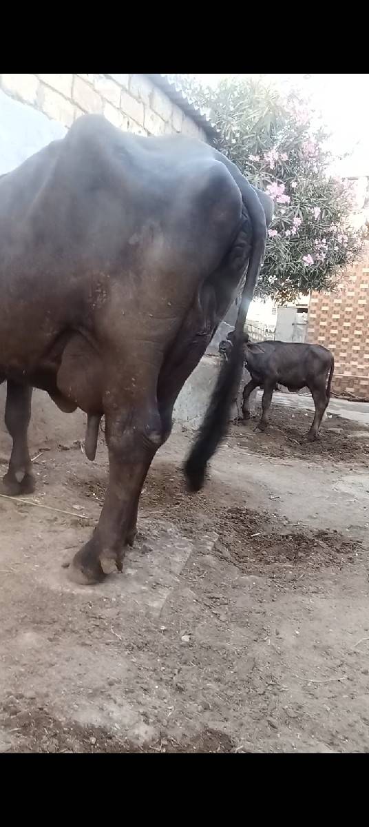 ભેંસ વેચવાની છે