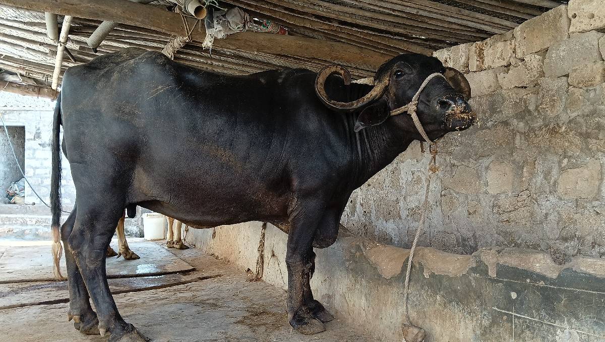 ભેંશ વેચવાની છે