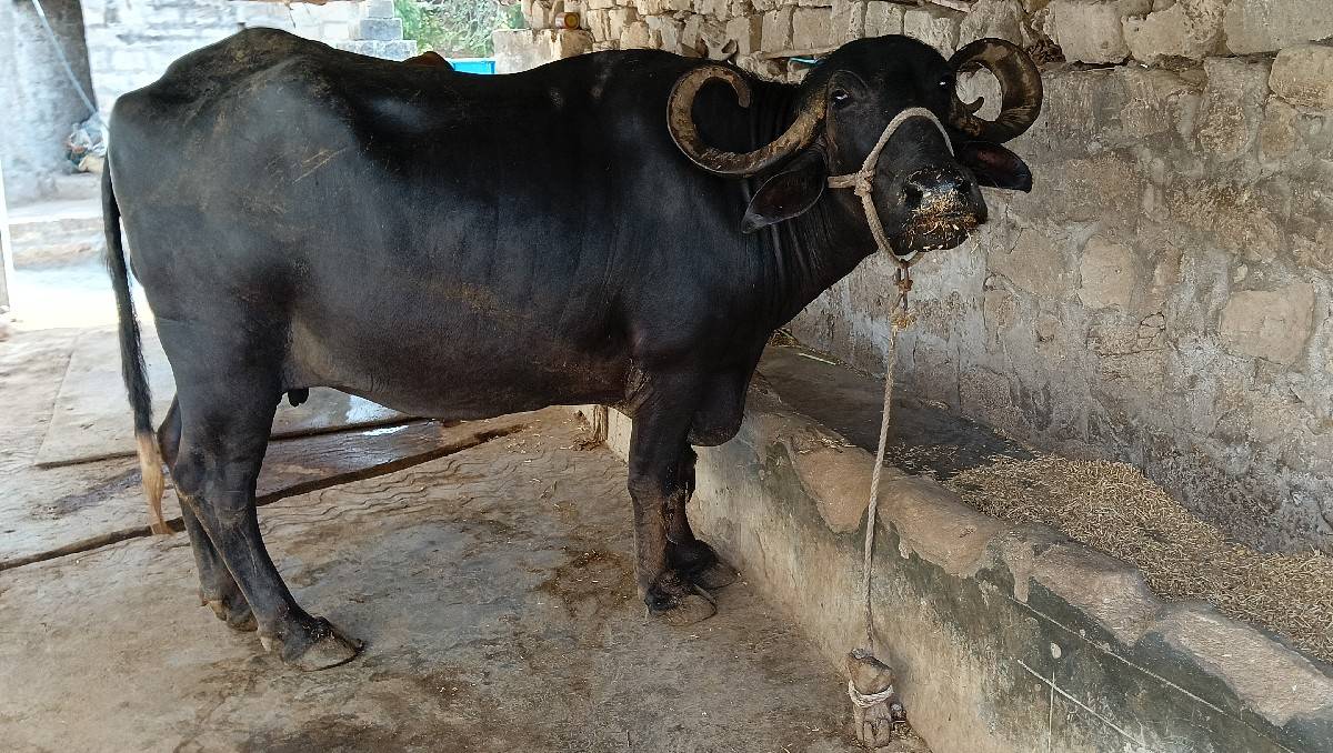 ભેંશ વેચવાની છે