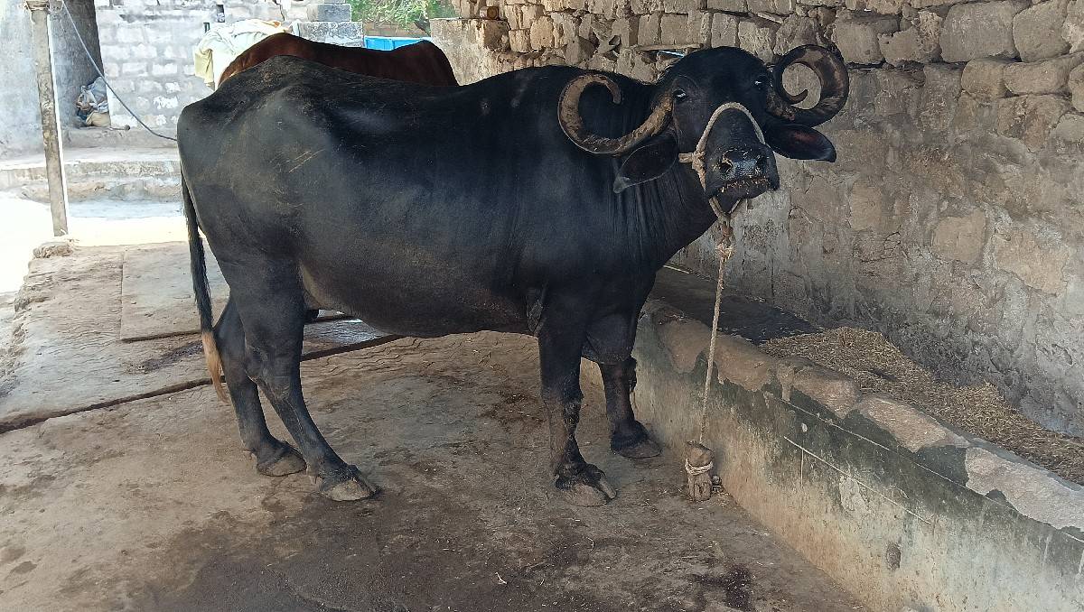 ભેંશ વેચવાની છે