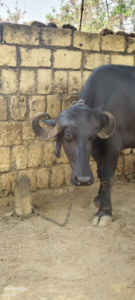 ખડેલી વેચવાની છે