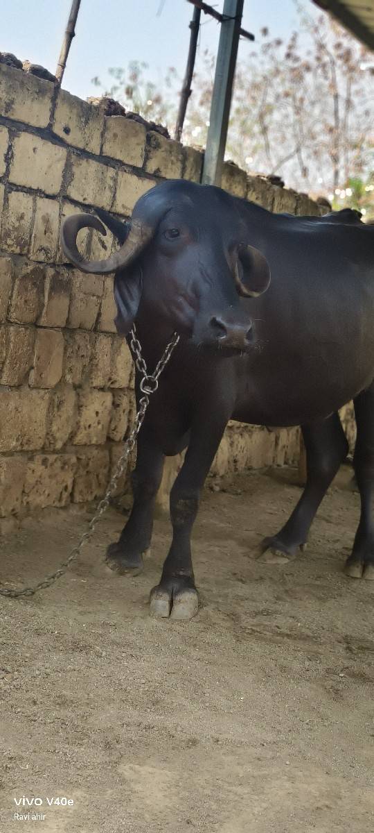 ખડેલી વેચવાની છે