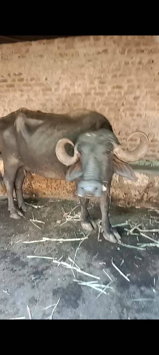 સાવસોજી ભેંસ છે