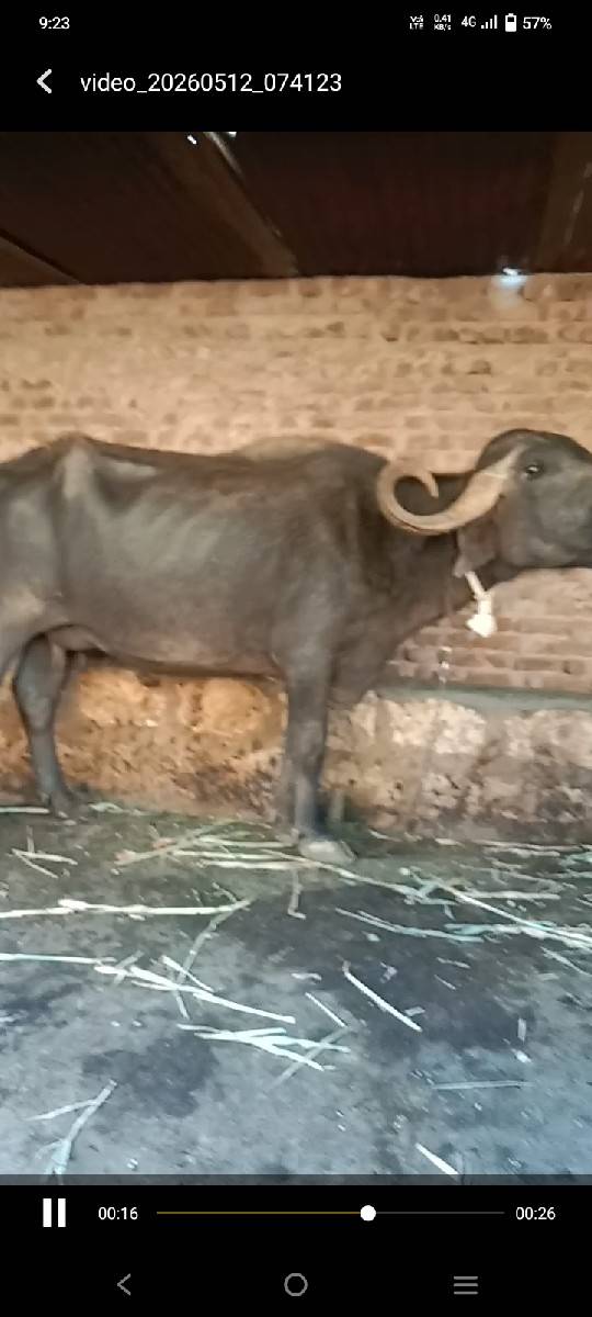 સાવસોજી ભેંસ છે