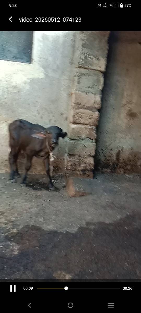 સાવસોજી ભેંસ છે