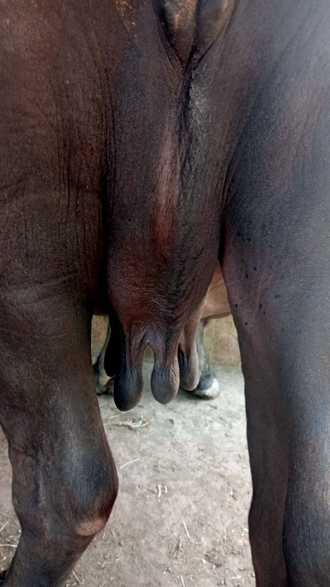 ભેંસ વેચવાની છે