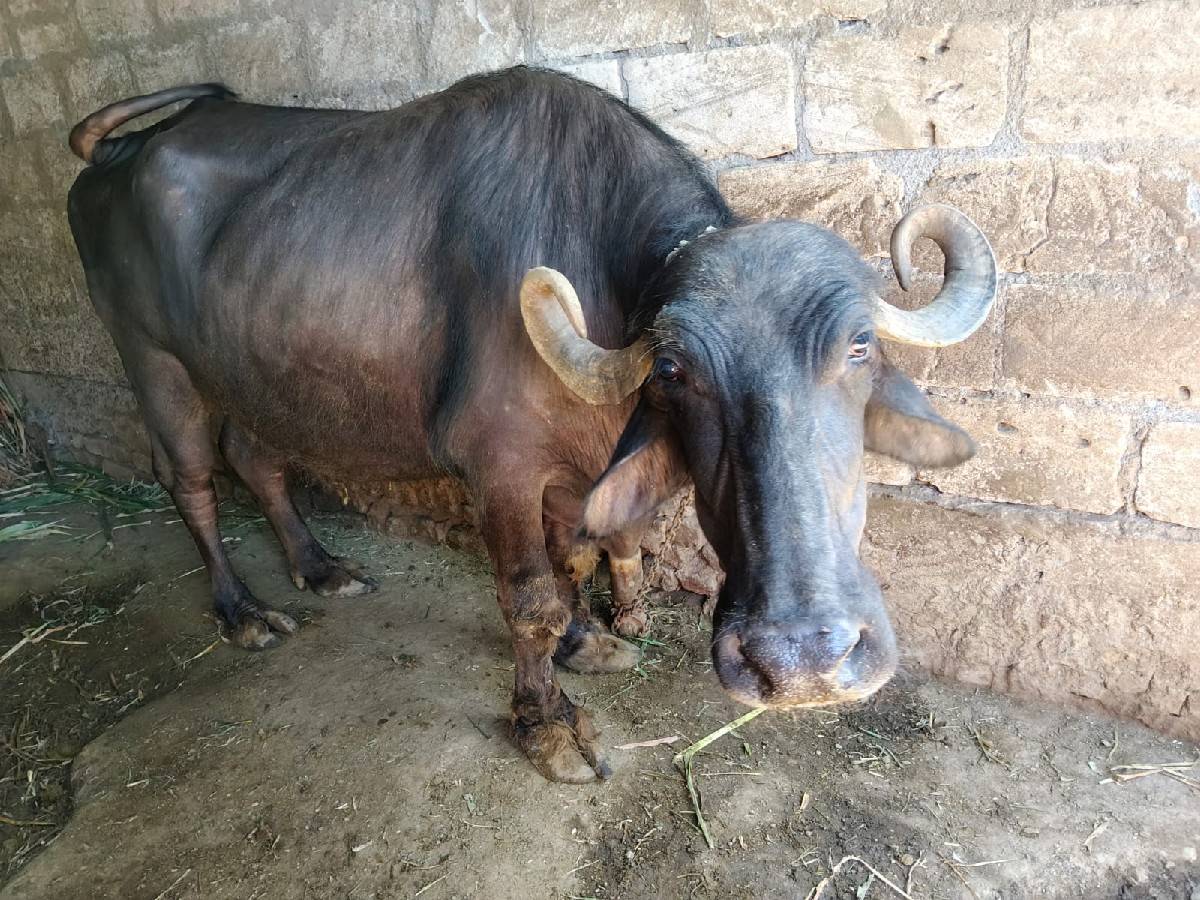 વેશવાનીશે વેતર 2 કીંમત 125