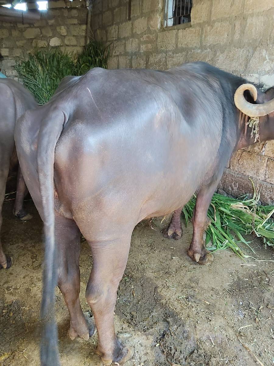 વેશવાનીશે વેતર 2 કીંમત 125
