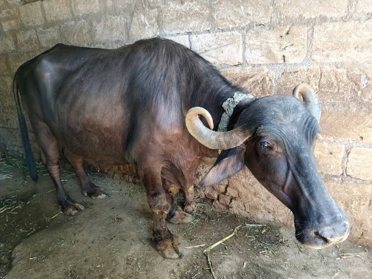 વેશવાનીશે વેતર 2 કીંમત 125