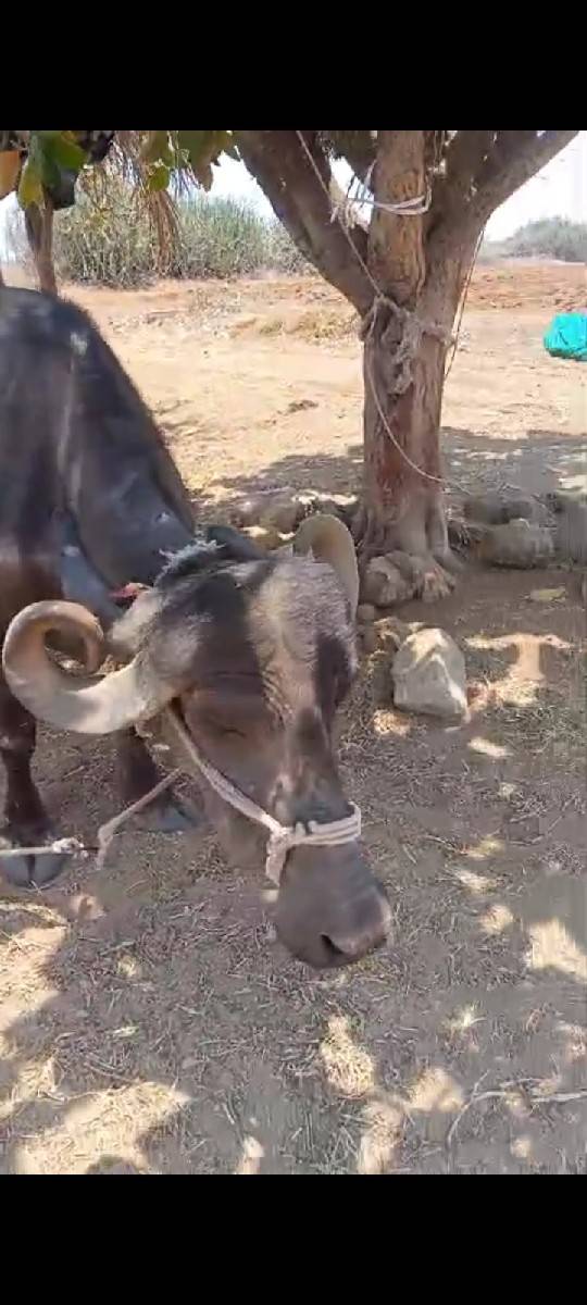 ભેંસ વેચવાની છે 1 વેતર છે