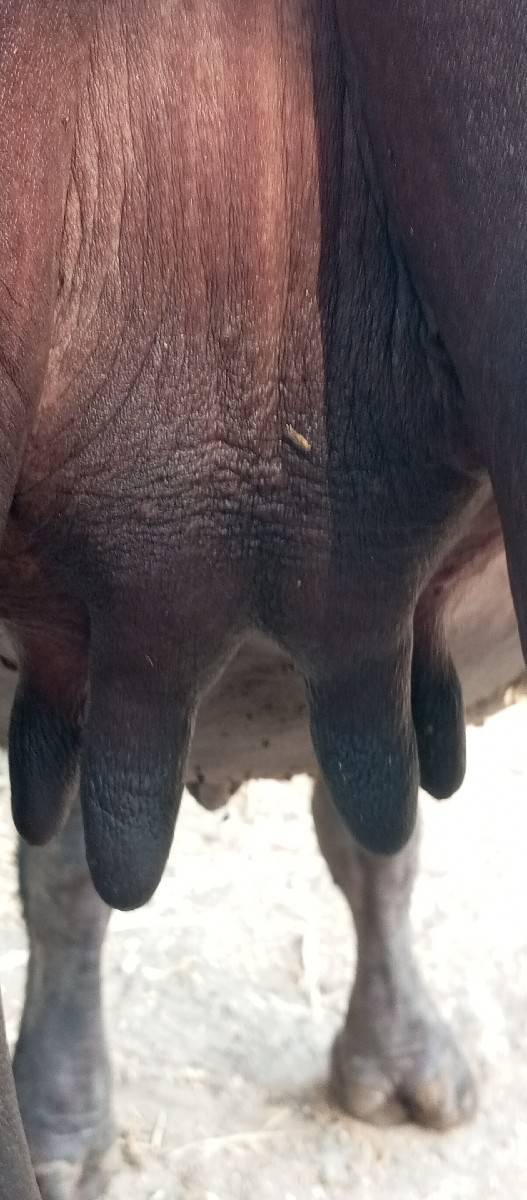 ભેંસ વેચવાની છે 1 વેતર છે
