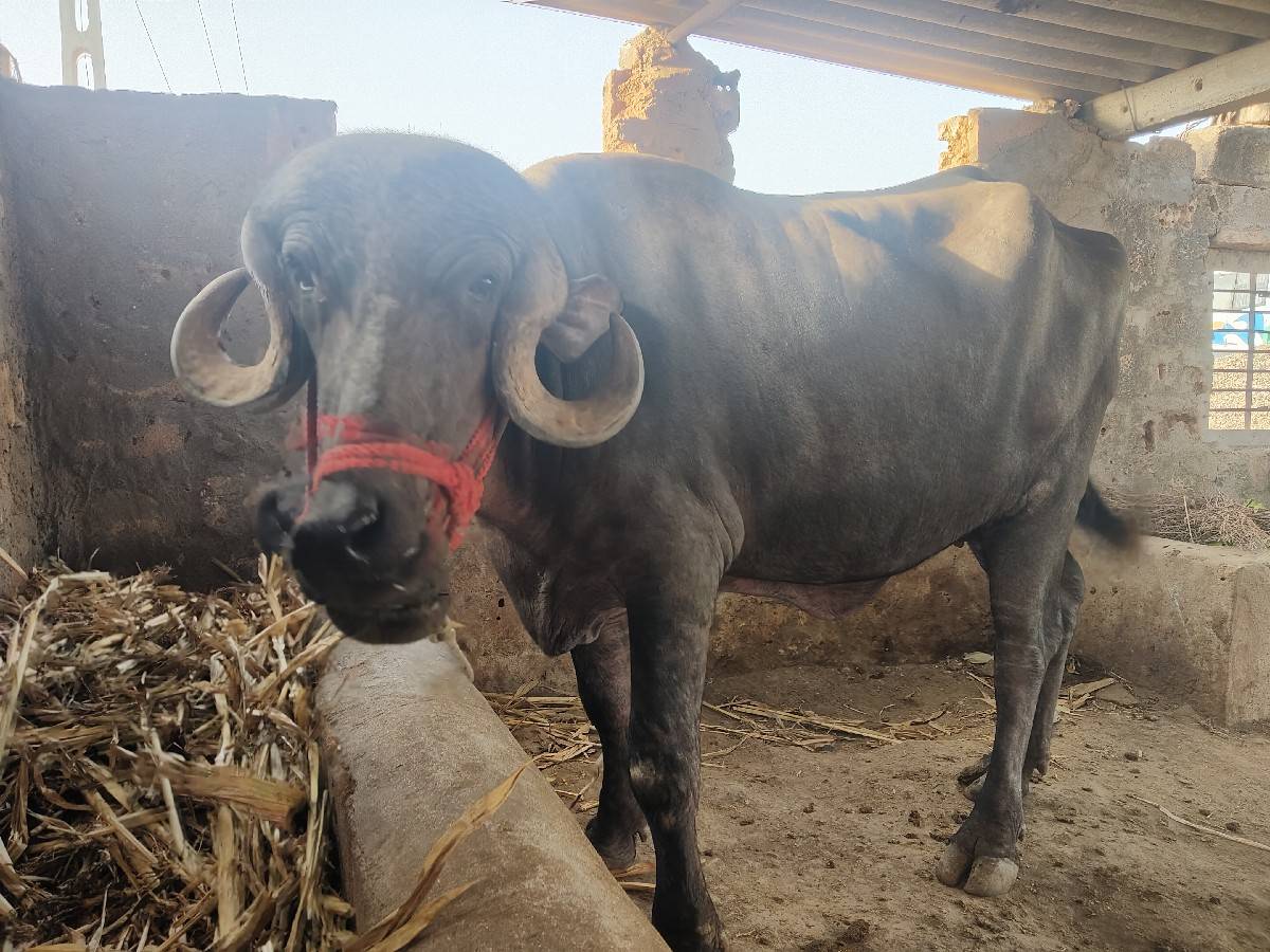 પેલું વેતર