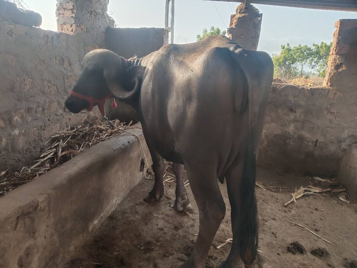 પેલું વેતર