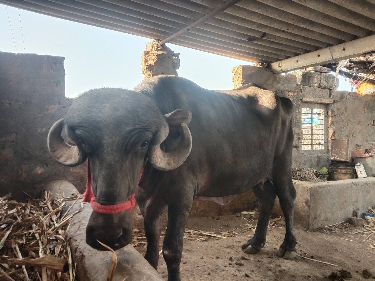 પેલું વેતર