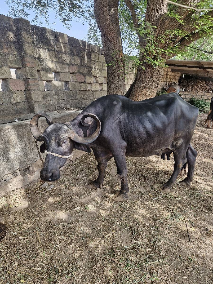 ભેંસ વેચવાની છે