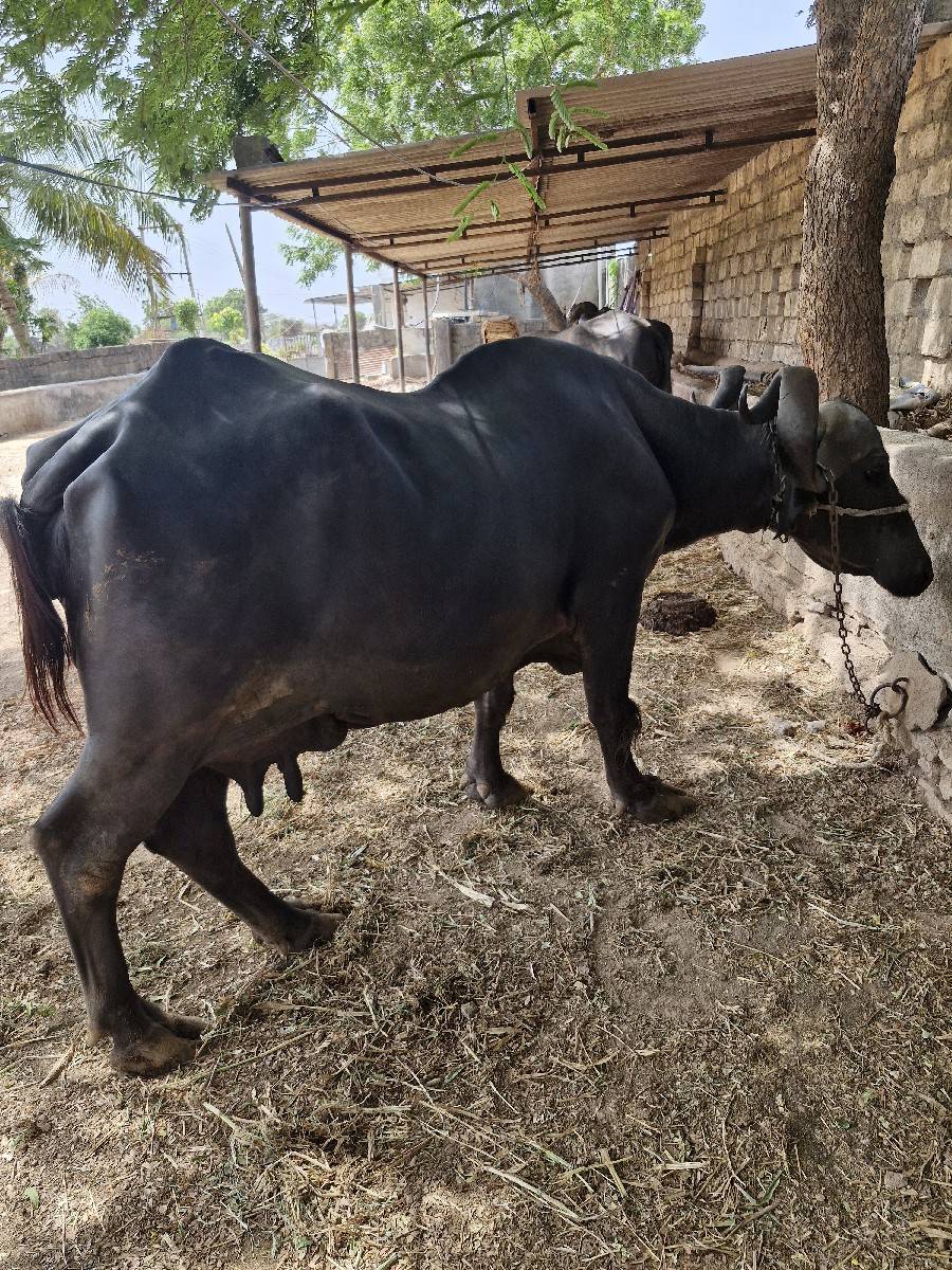 ભેંસ વેચવાની છે