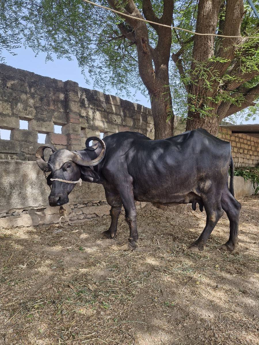 ભેંસ વેચવાની છે