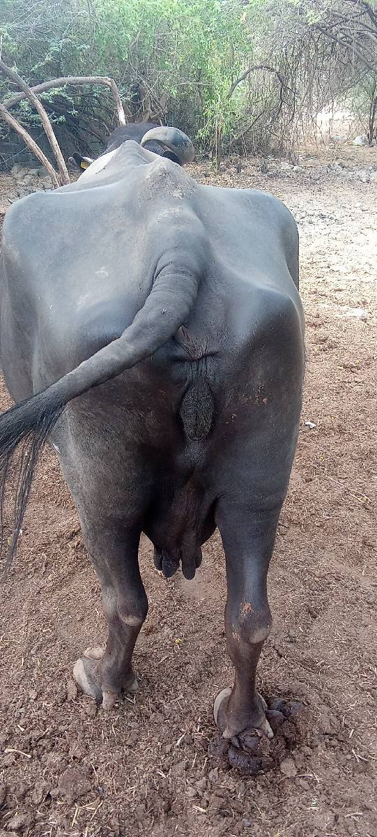 વેચવાની છે