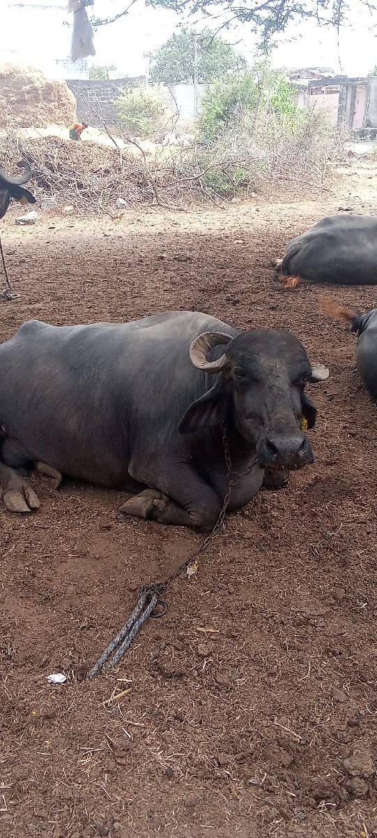 વેચવાની છે