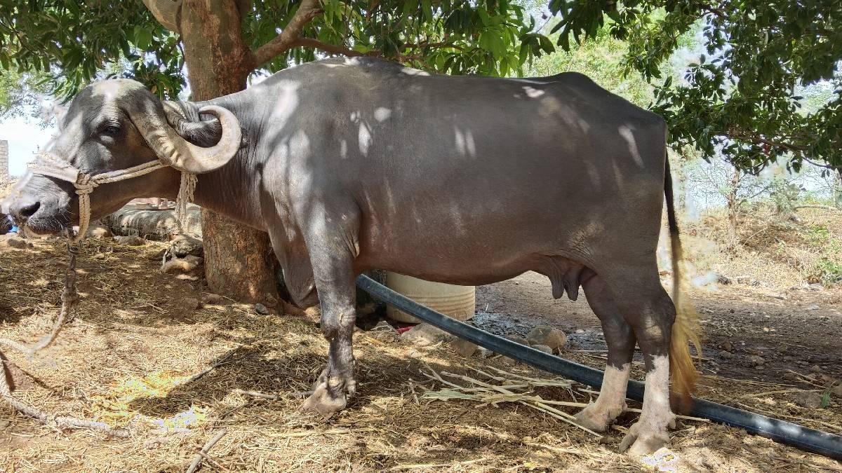 ભેંસ વેચવાની