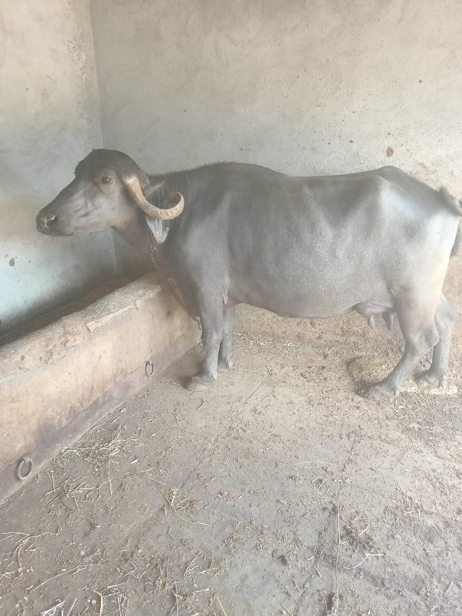 ભેસ વેચવાની છે ગાભણીછે