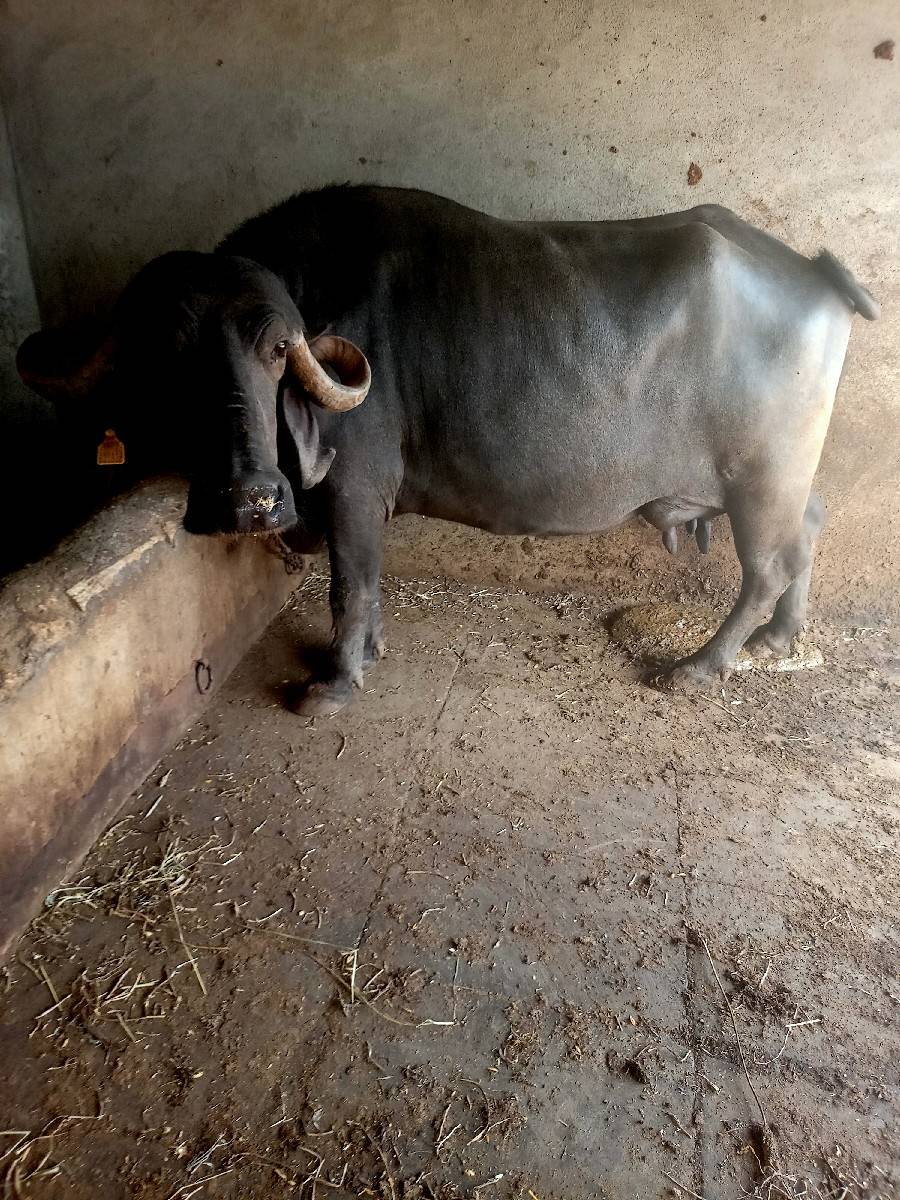 ભેસ વેચવાની છે ગાભણીછે