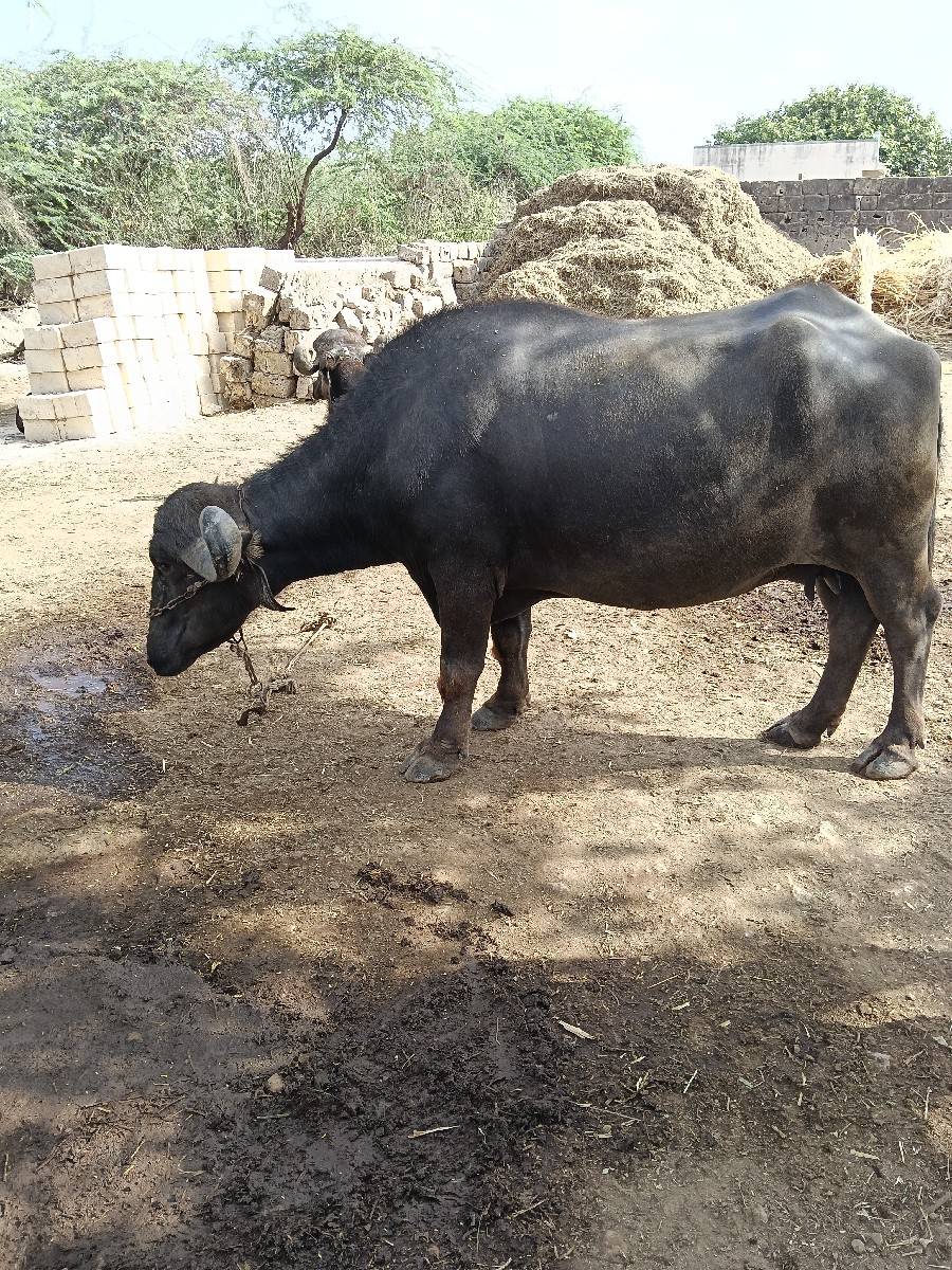 ભેંસ વેચવાની છે