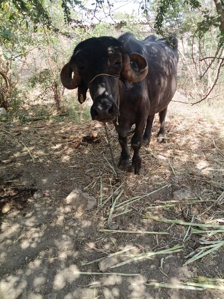 ભેંસ વેચવાની છે..બીજાવેની..