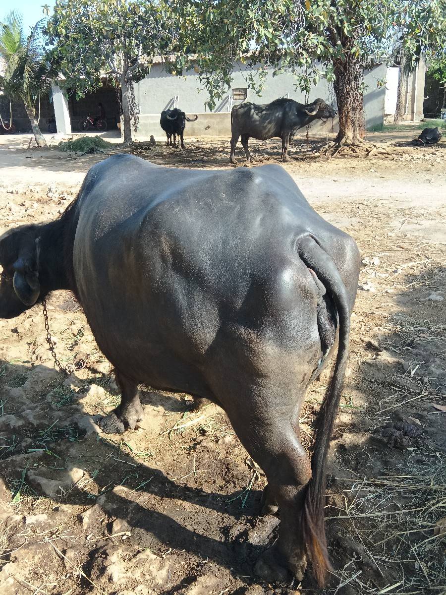 ભેંસ વેચવાની છે