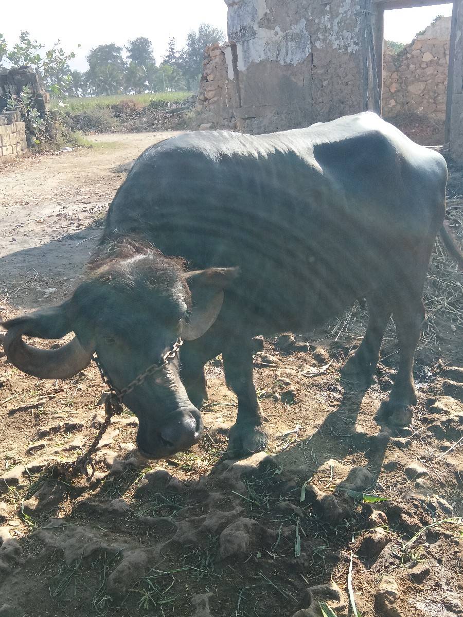 ભેંસ વેચવાની છે