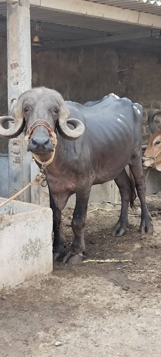 ખળેલી વેચવાની છે