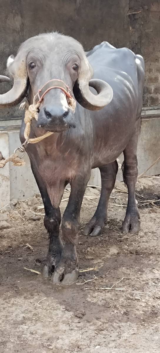 ખળેલી વેચવાની છે