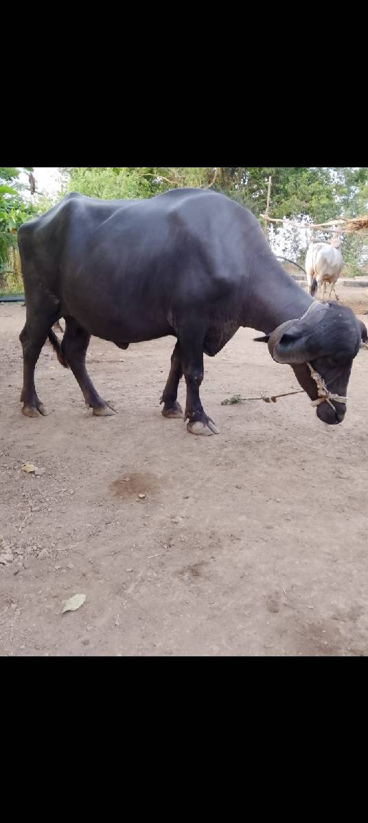 ભેંસ વેચવાની છે